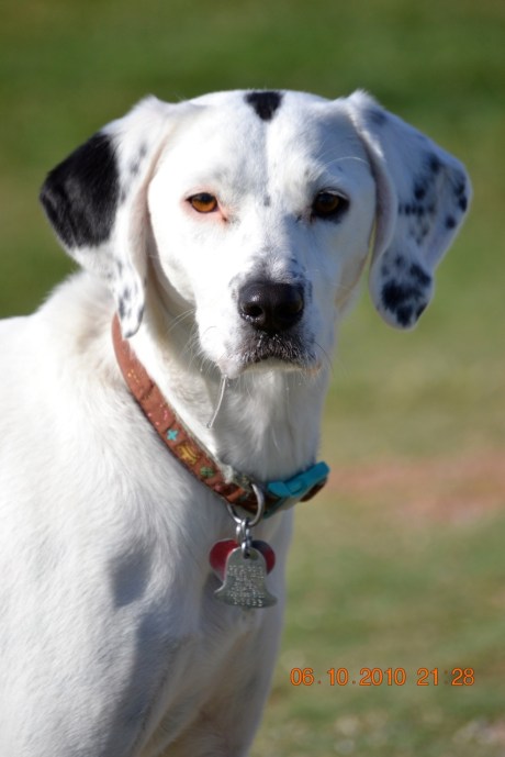 Montana doggie park 10-10 taken by Maya