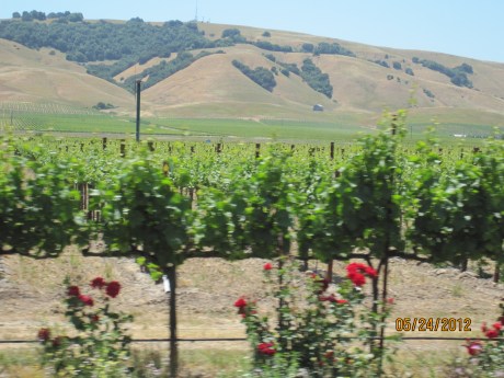 5-24-12NapaRoses