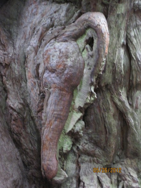 5-26-12RdwdWlkr21Eleph