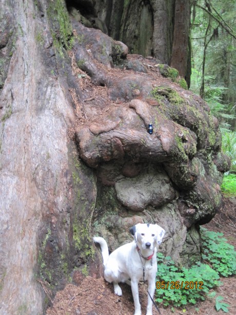 5-26-12RdwdWlkr26AvaMont