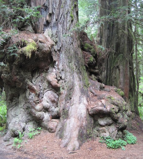 5-26-12RdwdWlkr27Brl