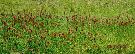 Back roads lined with blooming bright red clover and thistle!