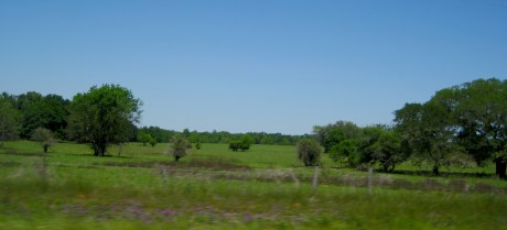 Then you cross the Georgia State line and the terrain switches to commercial pine thickets and agricultural fields.