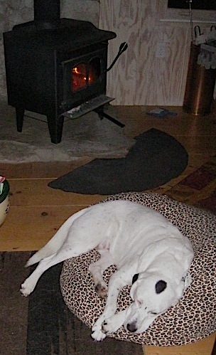 rag doll dog...full, too sleepy to acknowledge my intrusion