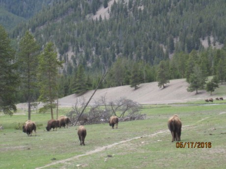 2016-5-17Yellowstone11Buf
