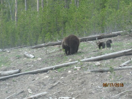 2016-5-17Yellowstone12Bears
