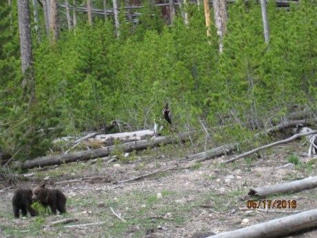 2016-5-17Yellowstone13Bears