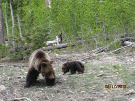2016-5-17Yellowstone14Bears