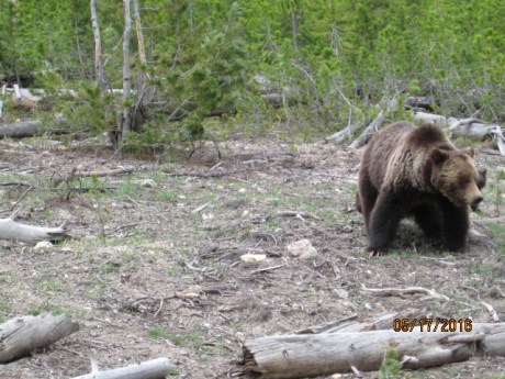 2016-5-17Yellowstone15Bears