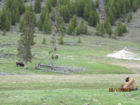 2016-5-17Yellowstone9Buf