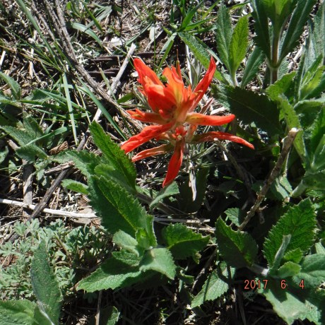 2017-6-4 NMEagleNeset4