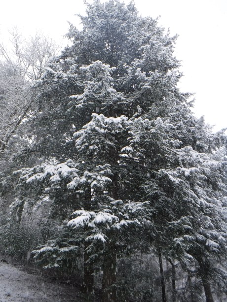 2020-02-08 Snow-1 Tree