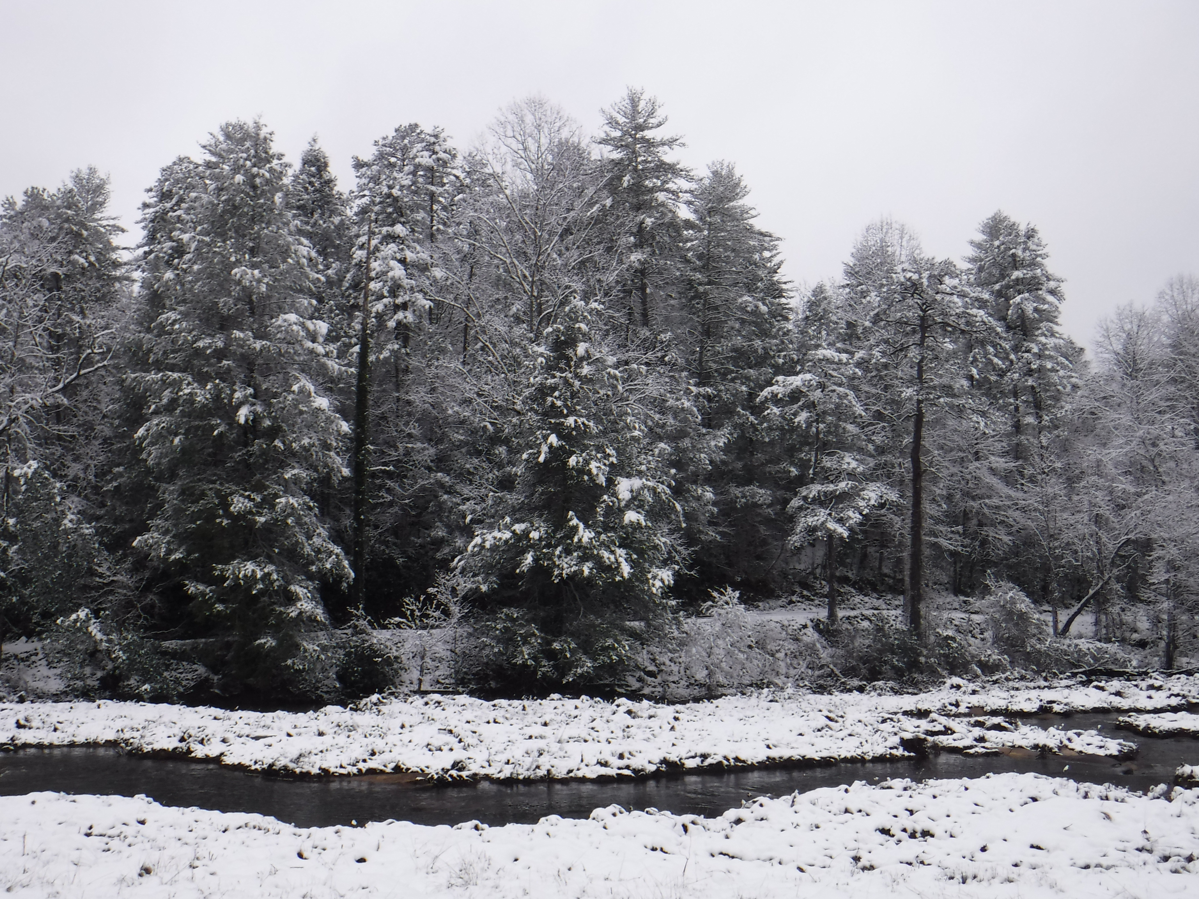 2020-02-08 Snow-10 TreeRv