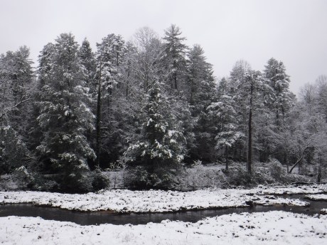 2020-02-08 Snow-10 TreeRv