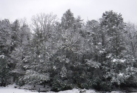 2020-02-08 Snow-11 Tree