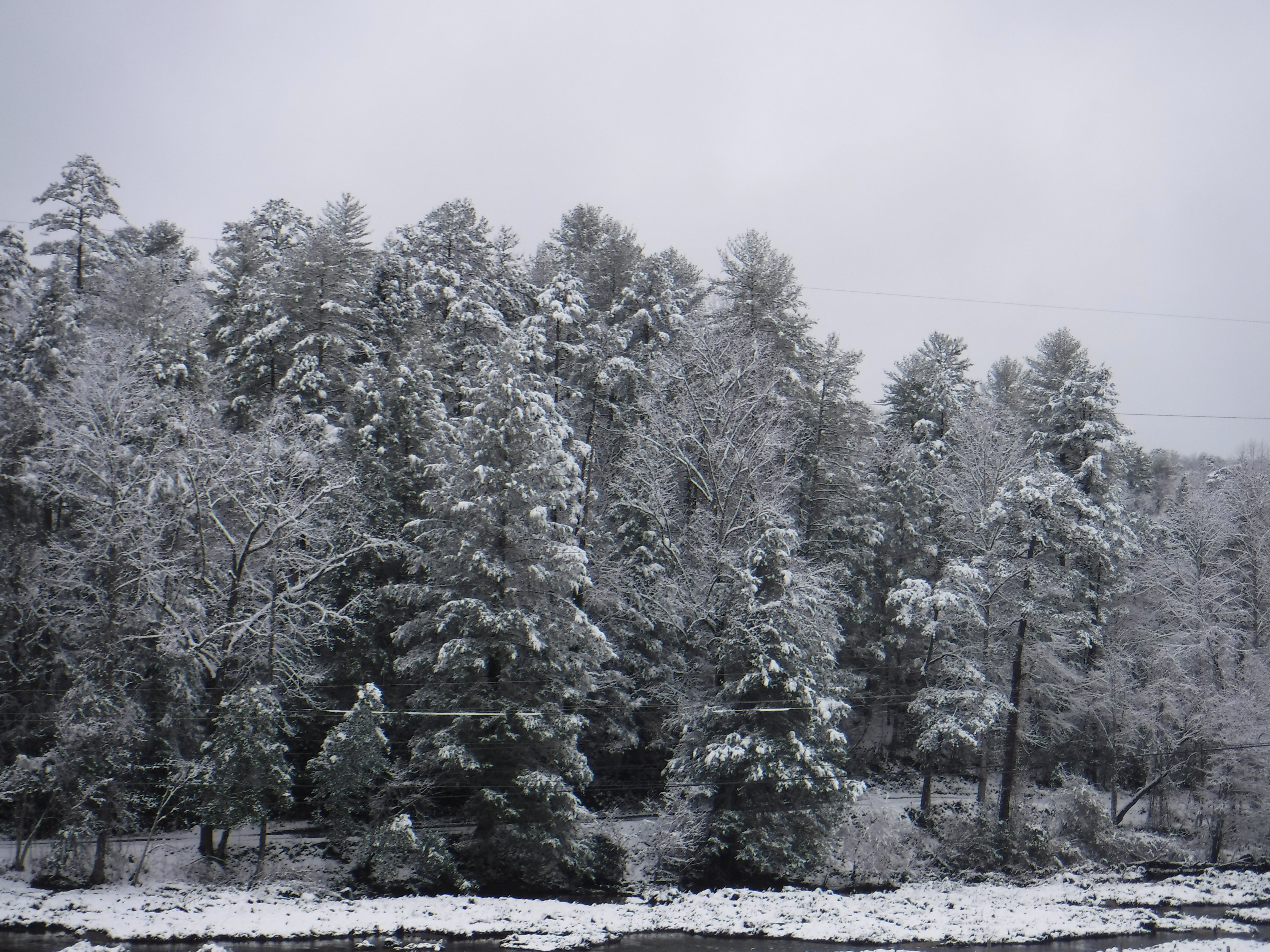 2020-02-08 Snow-4 Tree