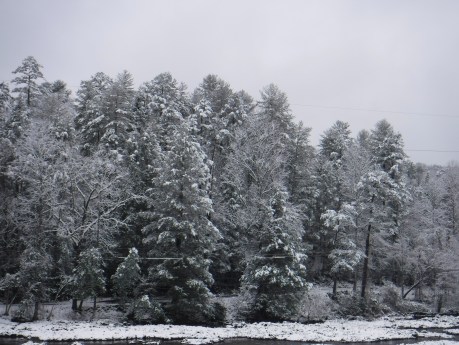2020-02-08 Snow-4 Tree