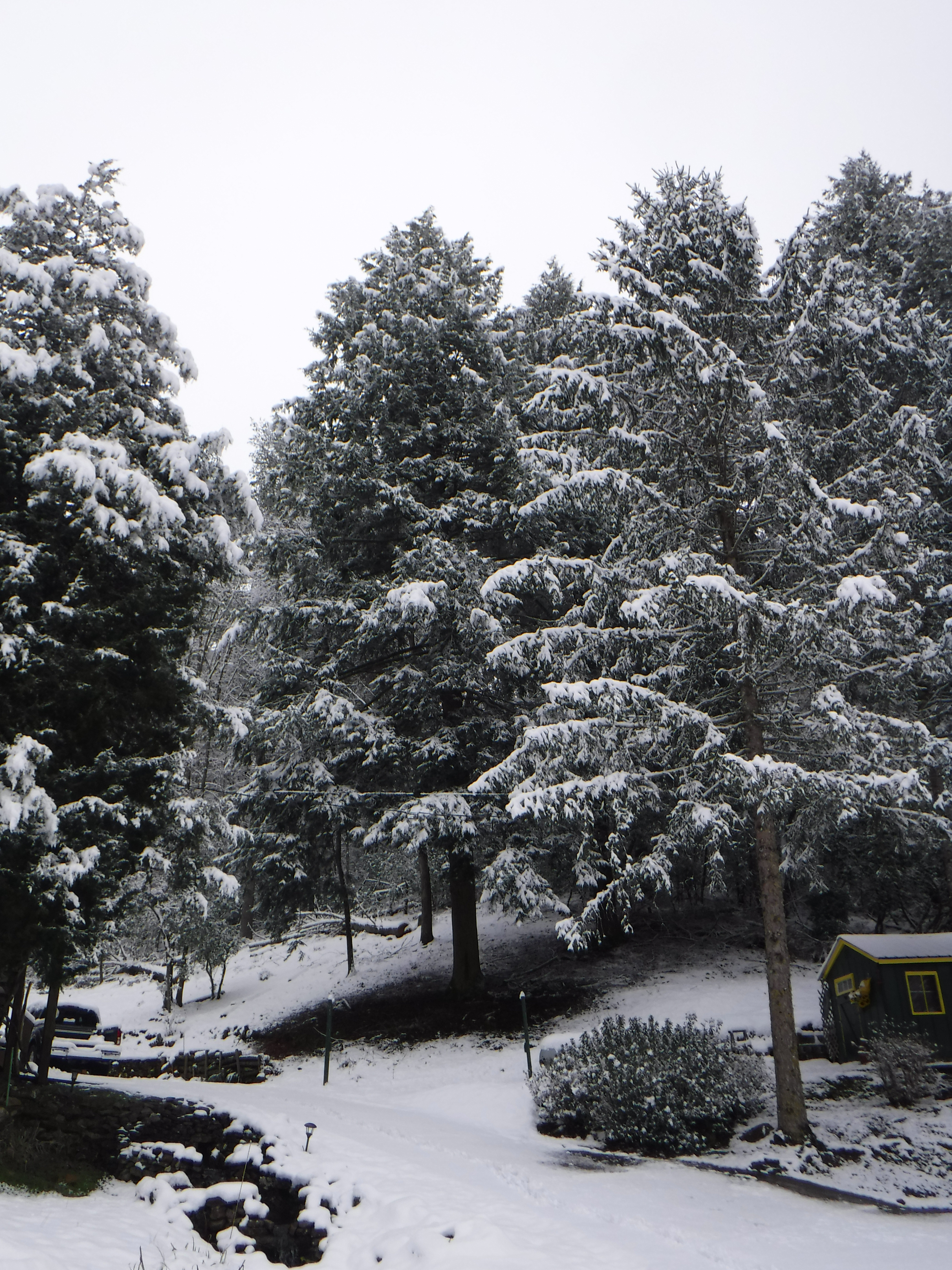 2020-02-08 Snow-6 Tree