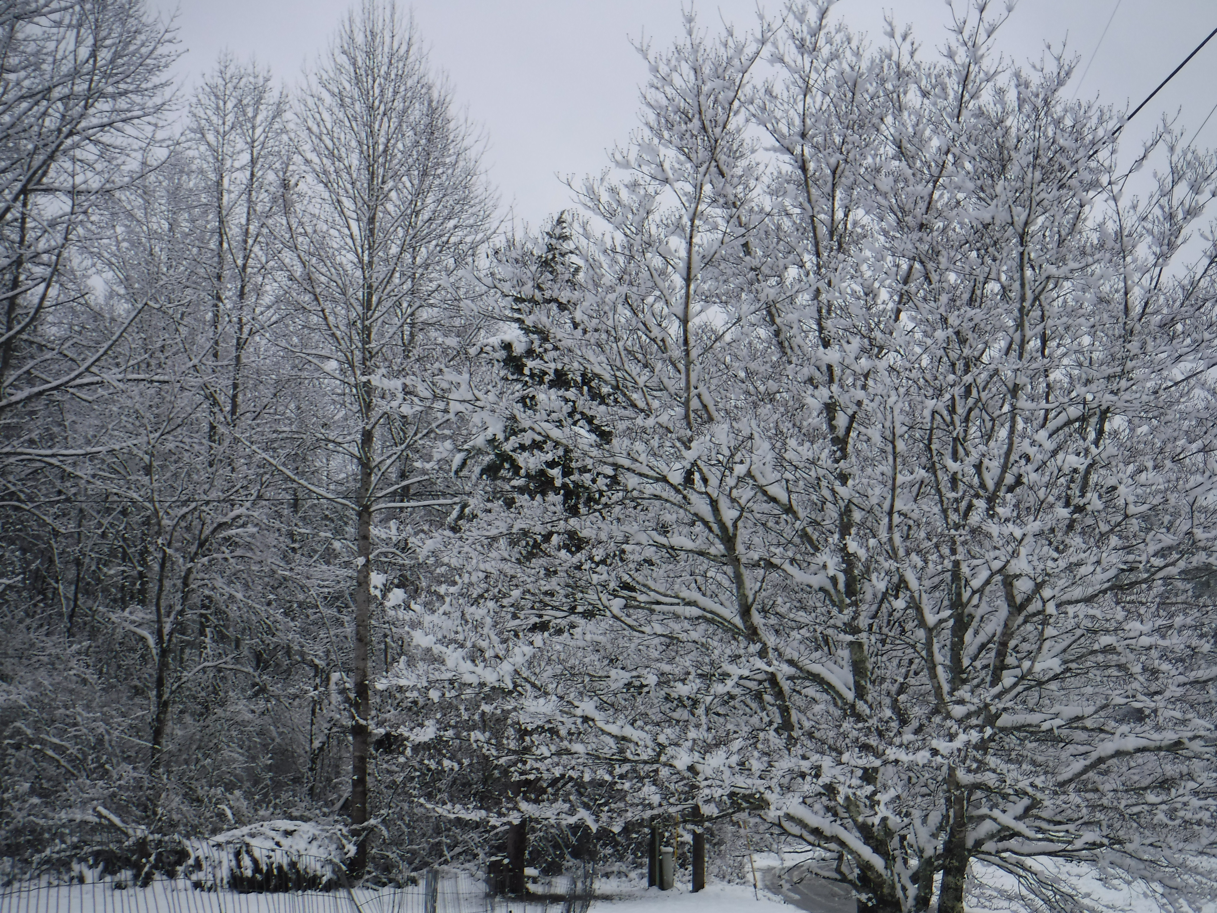 2020-02-08 Snow-7 Tree