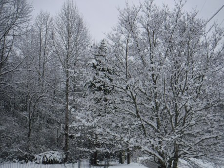 2020-02-08 Snow-7 Tree